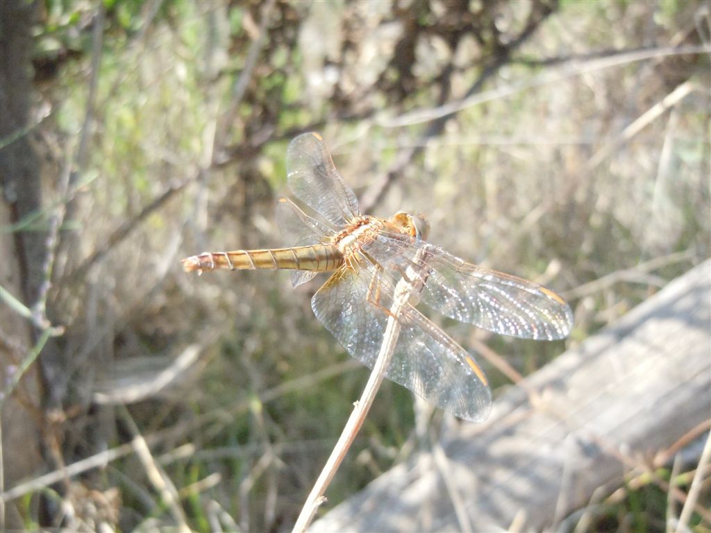 Crocothemis erythraea femmina